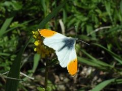 Aurorasommerfugl (Anthocharis cardamines)