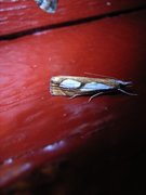 Toflekket nebbmott (Catoptria pinella)