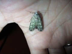 Grønt langvingefly (Actebia praecox)