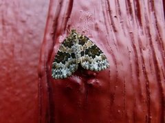 Glennemåler (Electrophaes corylata)