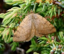 Brun buemåler (Macaria brunneata)