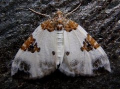 Rubinmåler (Plemyria rubiginata)