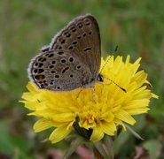 Myrblåvinge (Plebejus optilete)