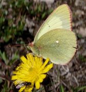 Myrgulvinge (Colias palaeno)