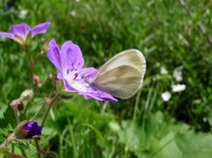 Skoghvitvinge (Leptidea sinapis)