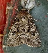 Grått taigafly (Xestia speciosa)