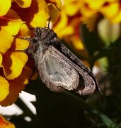 Røddusket engfly (Apamea rubrirena)