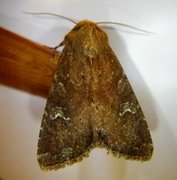 Teglrødt engfly (Apamea lateritia)