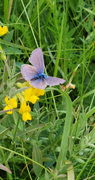 Engblåvinge (Cyaniris semiargus)