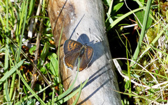 Fiolett gullvinge (Lycaena helle)