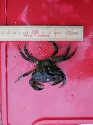 Strandkrabbe (Carcinus maenas)