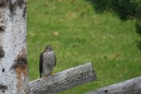 Spurvehauk (Accipiter nisus)