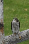 Spurvehauk (Accipiter nisus)