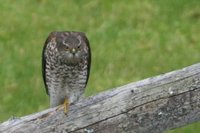 Spurvehauk (Accipiter nisus)