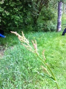 Matsyre (Rumex acetosa subsp. acetosa)