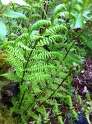 Skogburkne (Athyrium filix-femina)