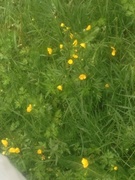 Engsoleie (Ranunculus acris subsp. acris)