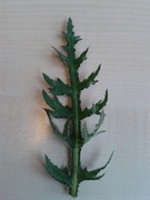 Myrtistel (Cirsium palustre)