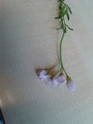 Engkarse (Cardamine pratensis)