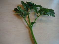 Sløke (Angelica sylvestris)