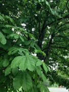 Hestekastanje (Aesculus hippocastanum)