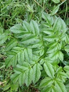 Sløke (Angelica sylvestris)