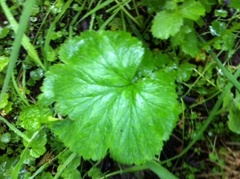 Kratthumleblom (Geum urbanum)