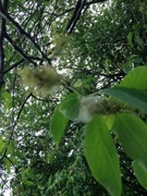 Selje (Salix caprea)