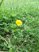 Engsoleie (Ranunculus acris subsp. acris)