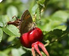 Slåpetornstjertvinge (Thecla betulae)