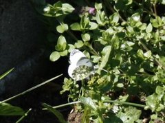 Aurorasommerfugl (Anthocharis cardamines)