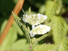 Aurorasommerfugl (Anthocharis cardamines)