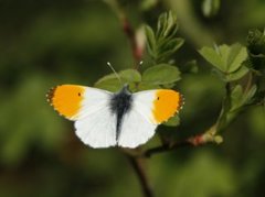 Aurorasommerfugl (Anthocharis cardamines)