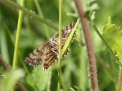 Rutemåler (Semiothisa clathrata)