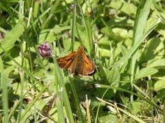 Engsmyger (Ochlodes sylvanus)