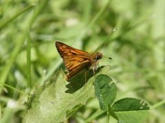 Engsmyger (Ochlodes sylvanus)