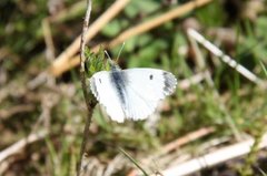 Aurorasommerfugl (Anthocharis cardamines)