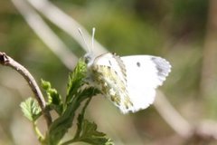 Aurorasommerfugl (Anthocharis cardamines)