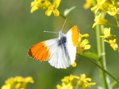 Aurorasommerfugl (Anthocharis cardamines)