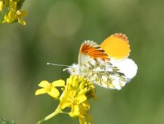 Aurorasommerfugl (Anthocharis cardamines)