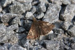 Tiriltungesmyger (Erynnis tages)