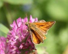 Engsmyger (Ochlodes sylvanus)