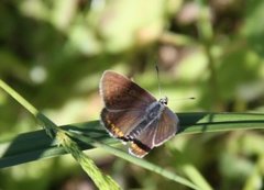 Sankthansblåvinge (Aricia artaxerxes)