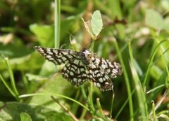 Rutemåler (Chiasmia clathrata)
