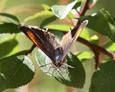 Slåpetornstjertvinge (Thecla betulae)