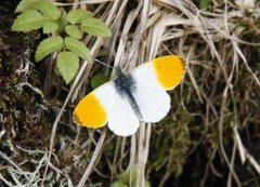 Aurorasommerfugl (Anthocharis cardamines)