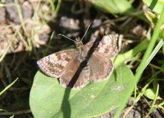 Tiriltungesmyger (Erynnis tages)