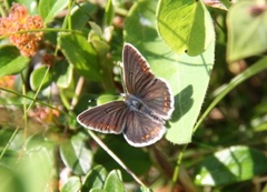 Sankthansblåvinge (Aricia artaxerxes)