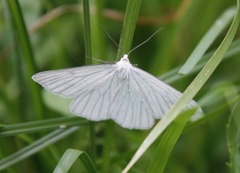 Ribbemåler (Siona lineata)