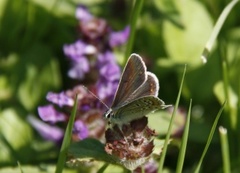 Sankthansblåvinge (Aricia artaxerxes)